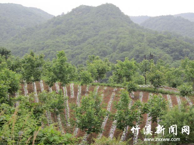 图四：林场纸壳核桃种植区