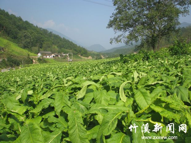 图三：林场优质烤烟区