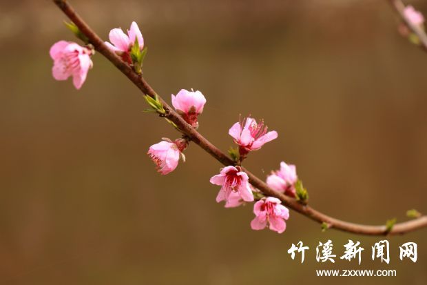 IMG_9115_副本