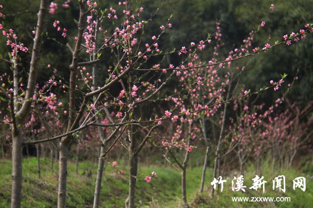 _MG_0424_副本