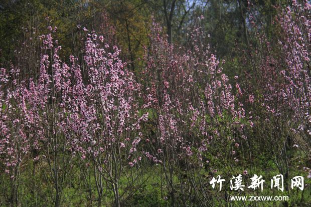 _MG_0491_副本