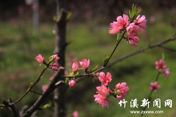 _MG_0457_副本