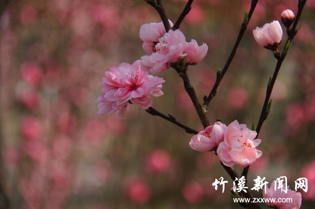 _MG_0514_副本