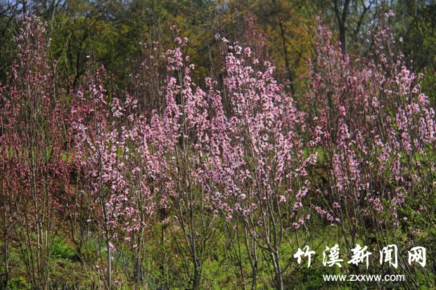 _MG_0492_副本