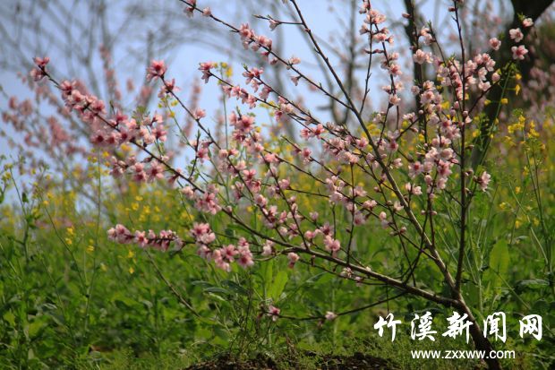 _MG_0483_副本
