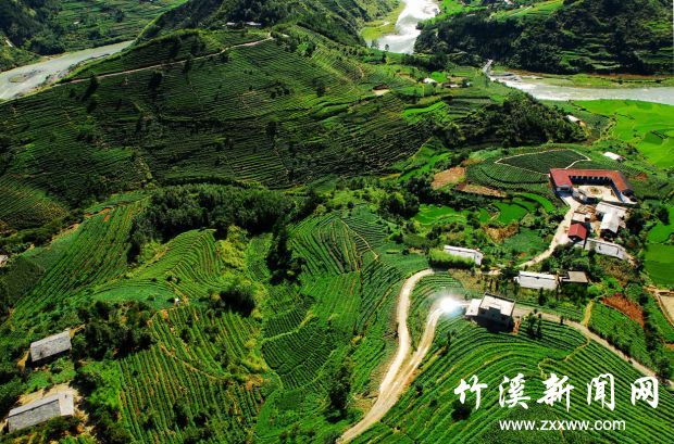 青龙茶叶
