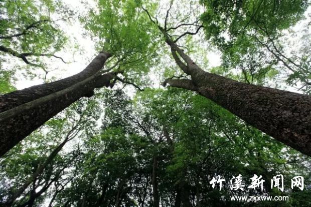 楠木林1.webp