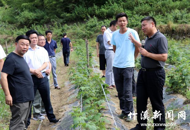 龙坝朱家坡草梅基地