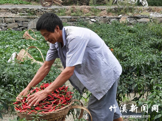 图片1