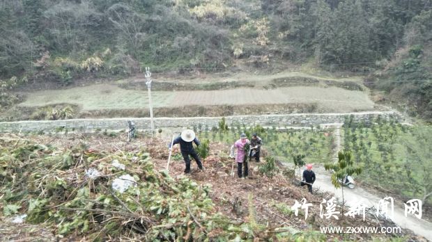 工人正在组织栽植楠木树苗