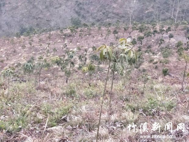 栽植的楠木基地