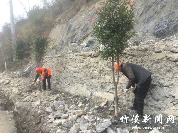 养护人员正在给新植路树培土