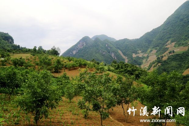 林下种植