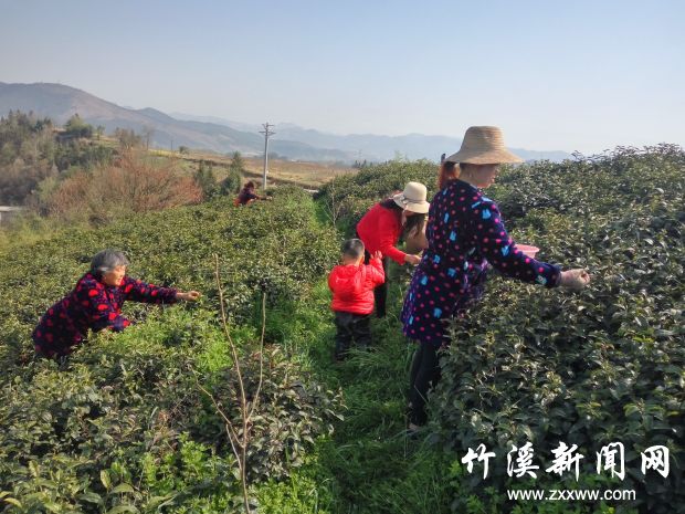 采春茶