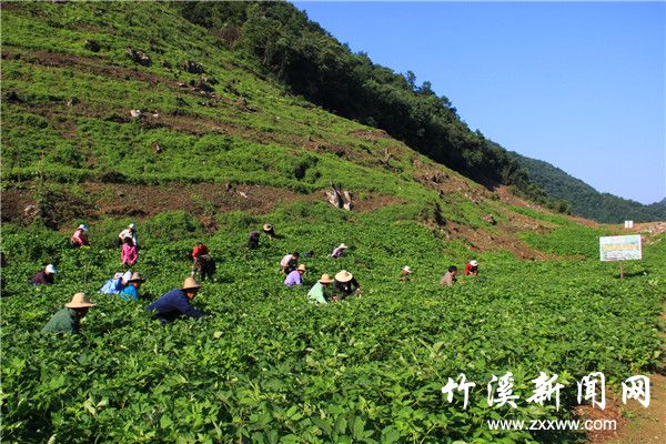 药材基地