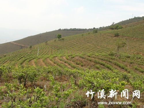茶园新建3