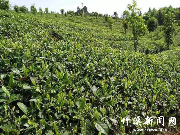 观音堂茶厂