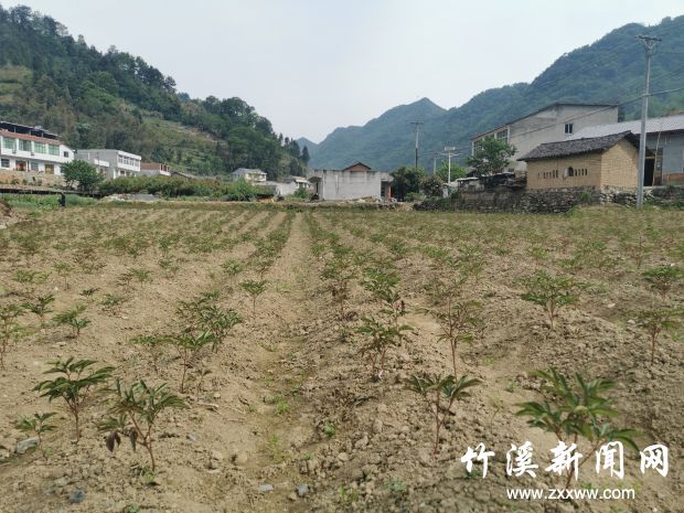 蔓荆沟中草药博览园 (3)