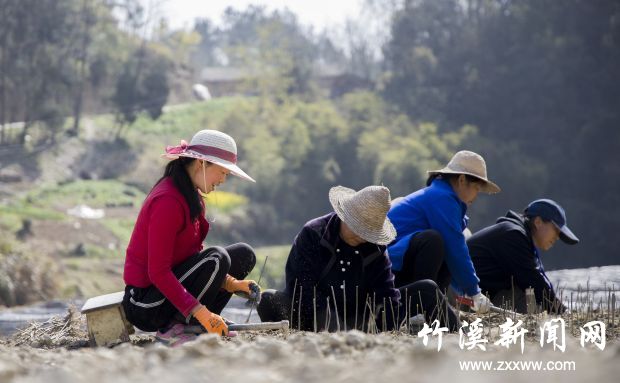 大仙裕里种绿植（尘埃拍摄于水坪镇大仙裕村。）