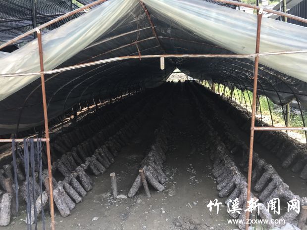 食用菌建设6