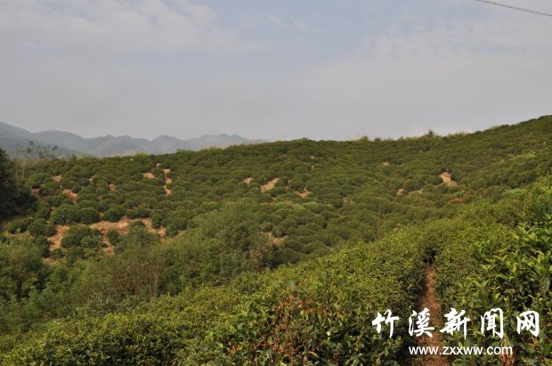茶园