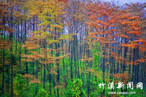 偏头山公园.webp