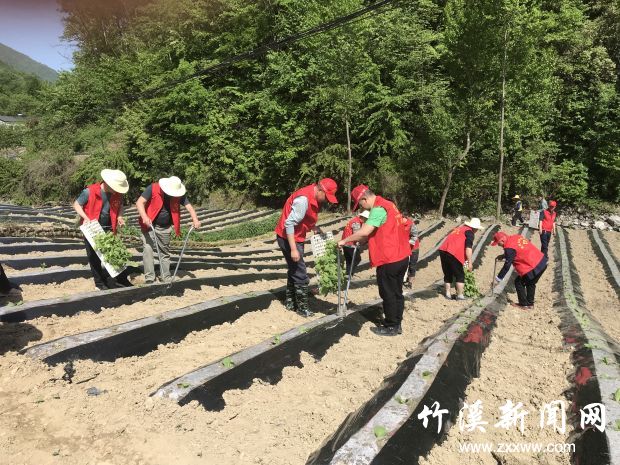 竹溪县源茂林场志愿者帮助烟农栽植烤烟