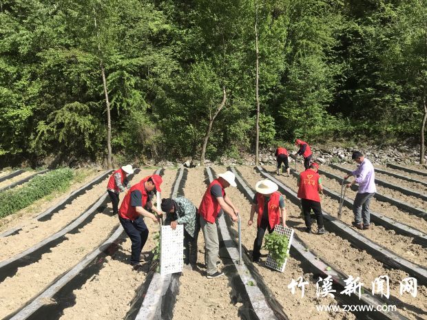竹溪县源茂林场志愿者在田间栽植烤烟 (1)