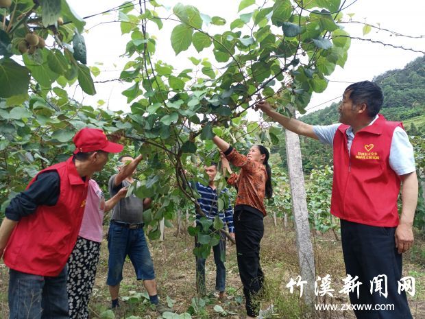 竹溪县天宝乡新时代文明实践科普志愿者在龙滩村开展猕猴桃种植技术志愿服务活动