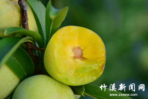 图片4