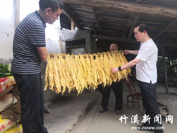 乡党委主要负责人入户查看烟叶收成
