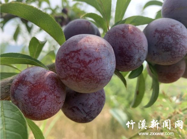 微信图片_20210809092114