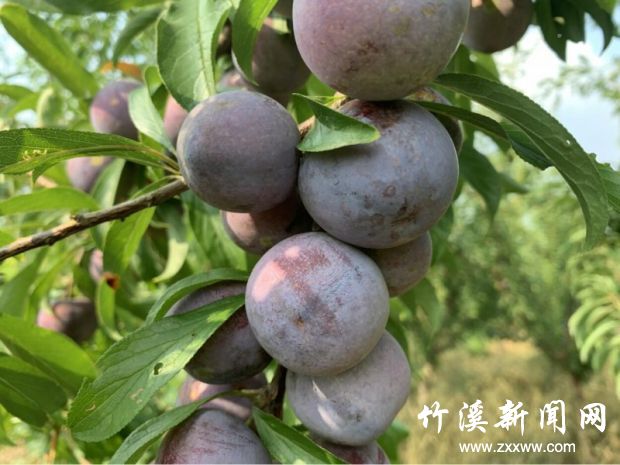 微信图片_20210809092122