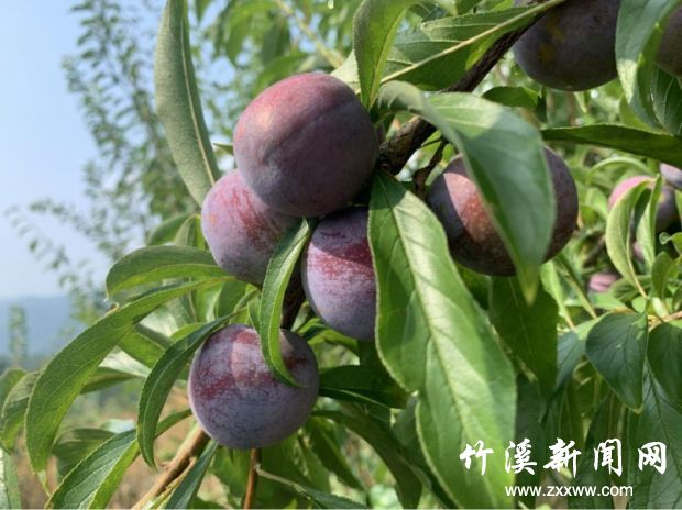 微信图片_20210809092125