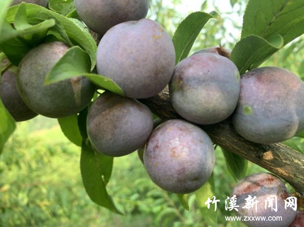 微信图片_20210809092129
