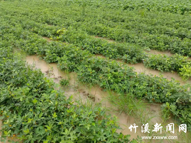 图片3