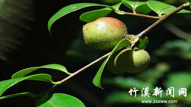 QQ截图20210823160402