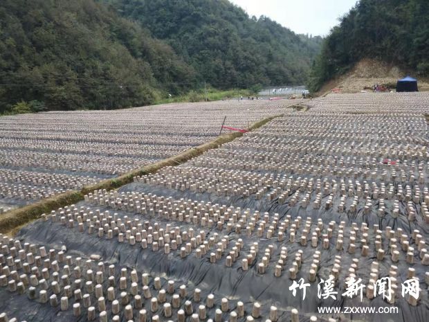 新发村木耳基地
