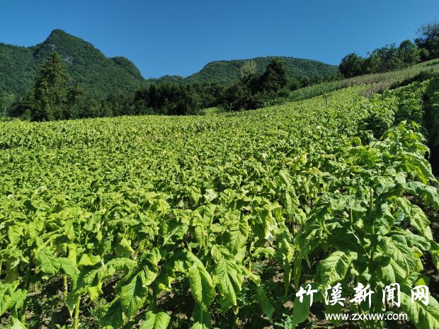 烤烟
