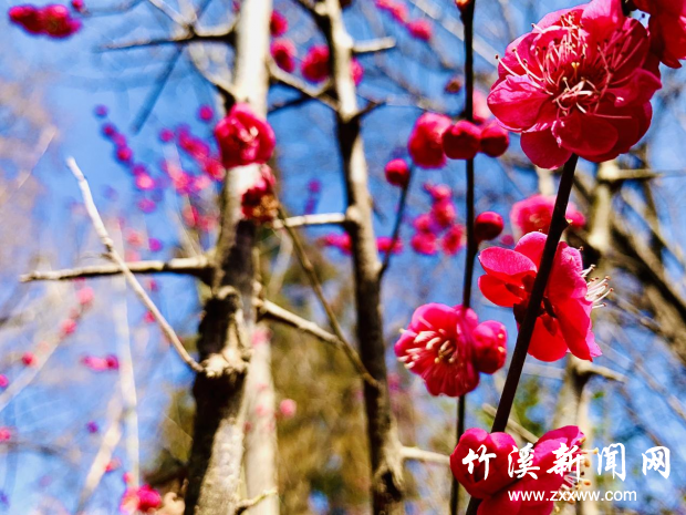 图片1