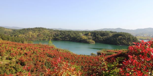 龙湖湿地春景