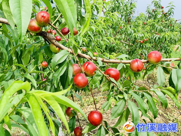 图片1_副本