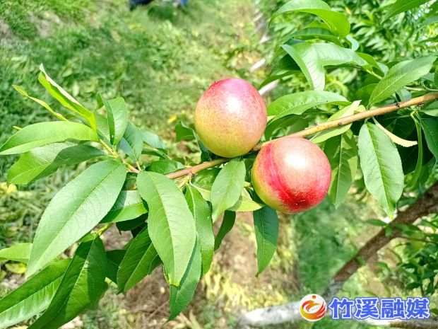 微信图片_20220524112516_副本