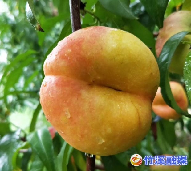 图片15_副本