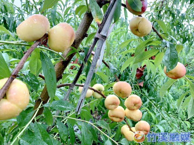 图片7