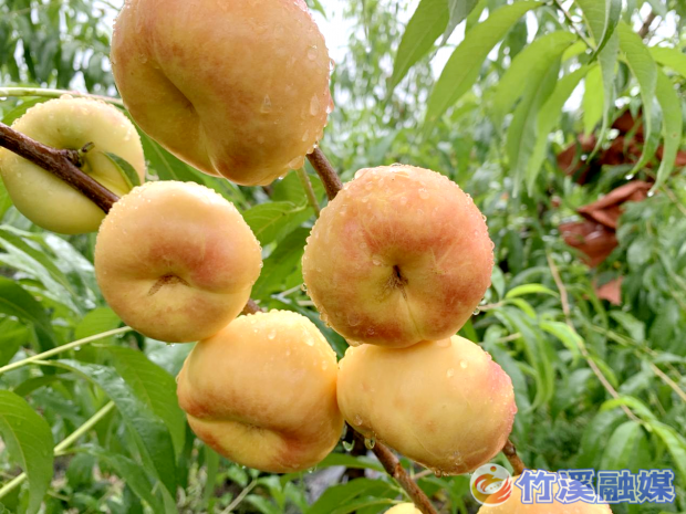 图片8
