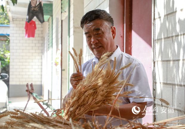 徐淙祥正在查看今年收上来的麦穗。人民网 陶涛摄
