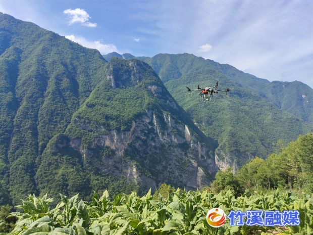 竹溪烟区无人机植保图5