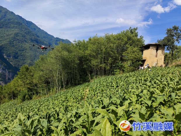 竹溪烟区无人机植保图4
