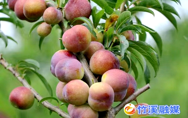 微信图片_20220810084728